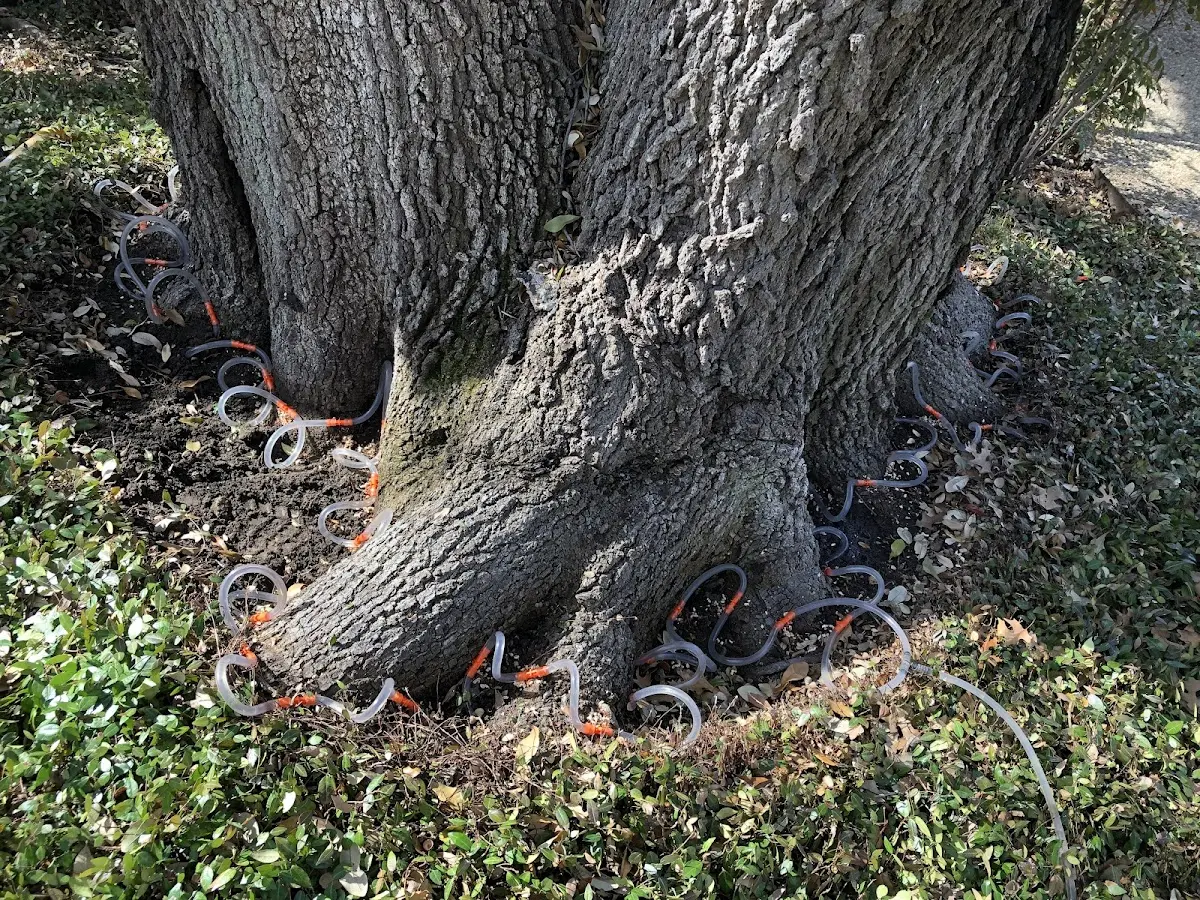 Detailed Tree Cabling and Bracing job site in Washta
