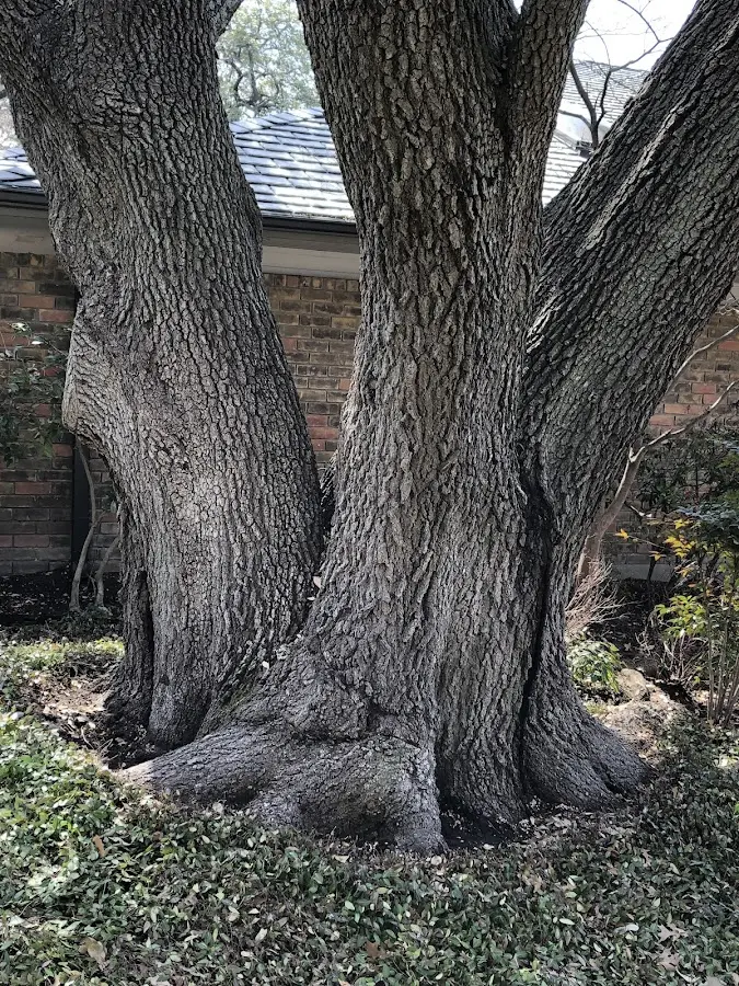 Mature heritage tree close to a Washta property cared for by certified arborists